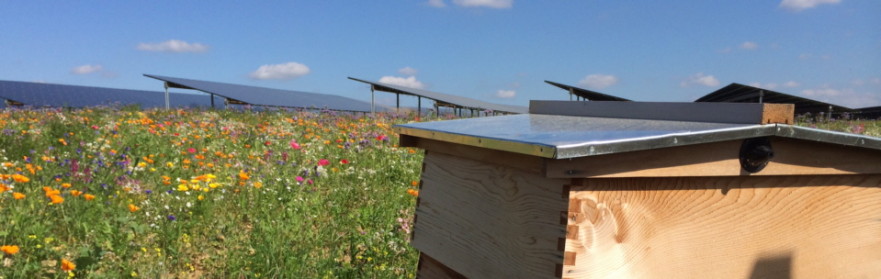 Solar farm flowers and hive