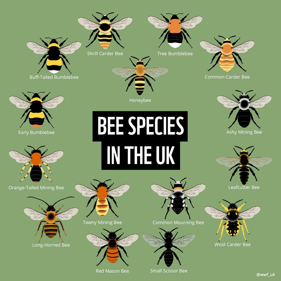 UK bee species
