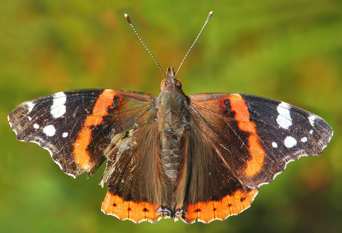 Red Admiral picture