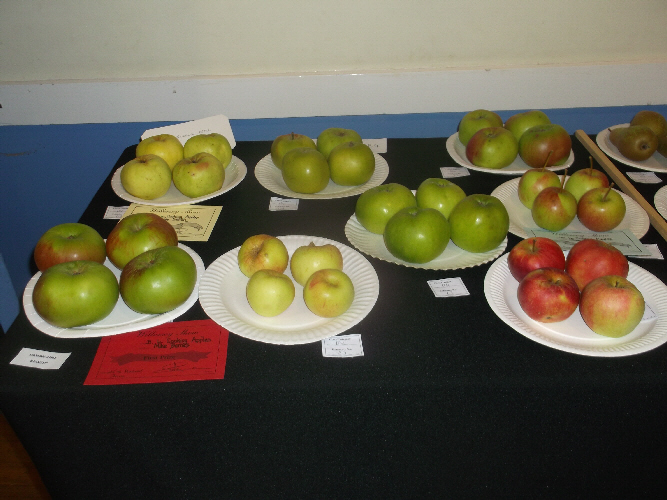 Willersey Show Apples