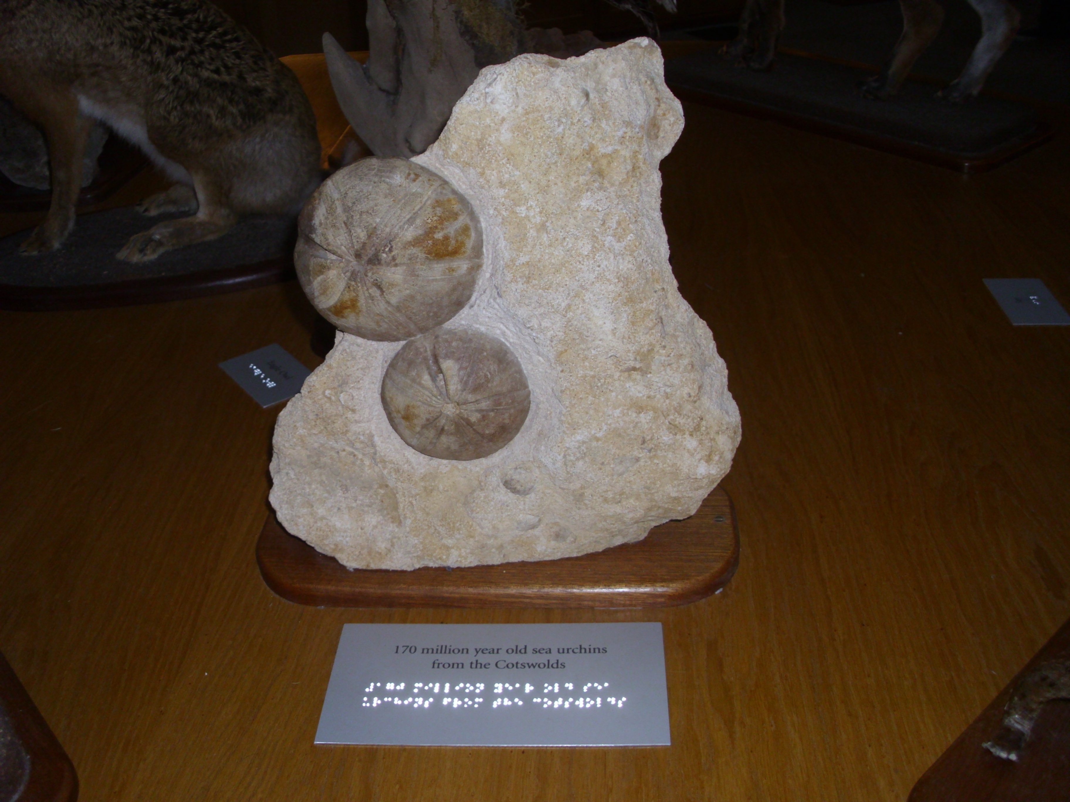 Dinosaur Eggs from the Cotswolds