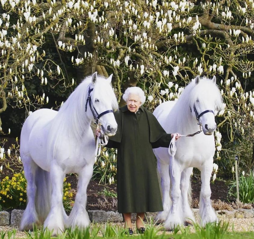 Queen with white horses