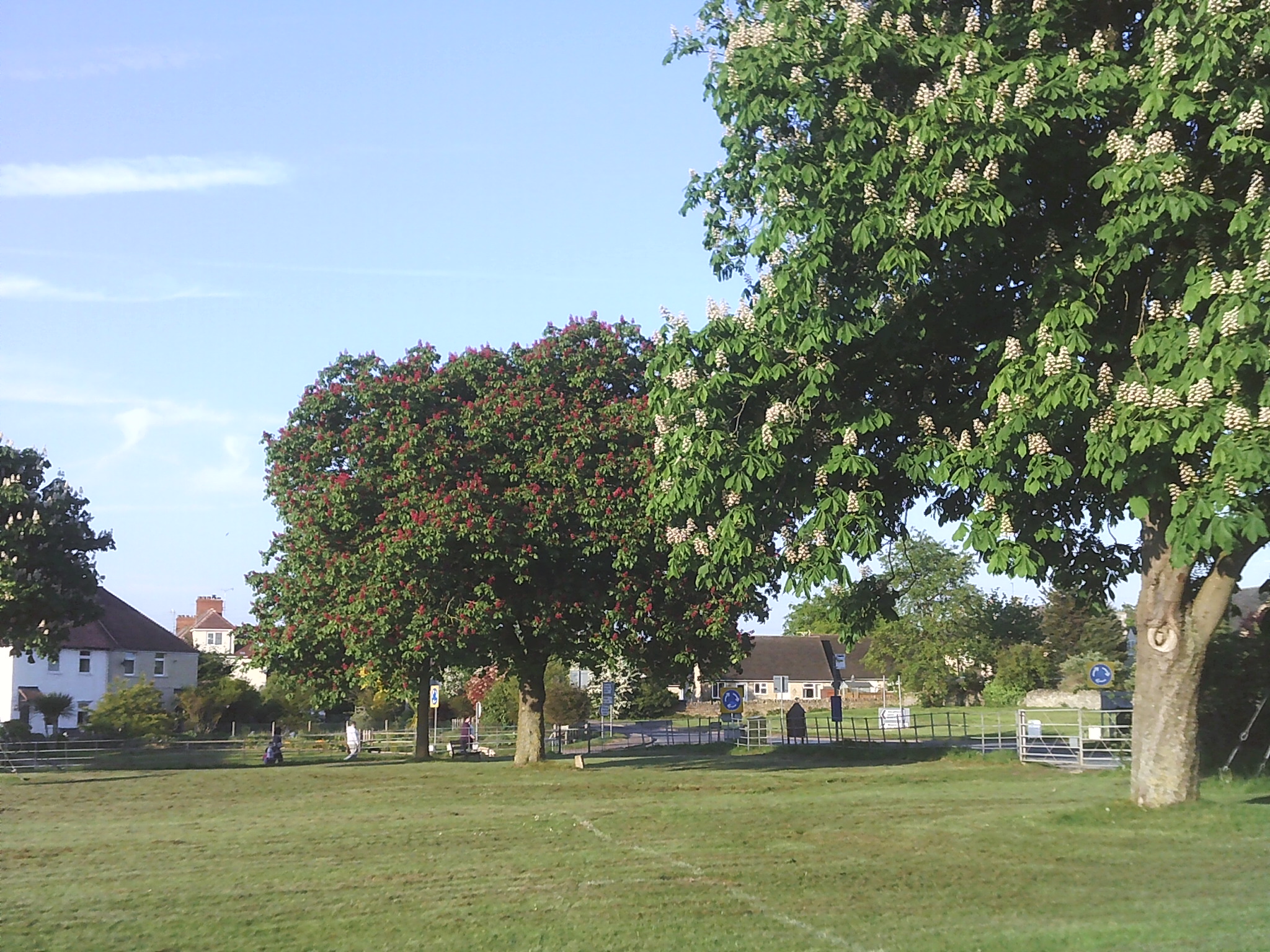 Willersey Recreation Ground Trees in Summer