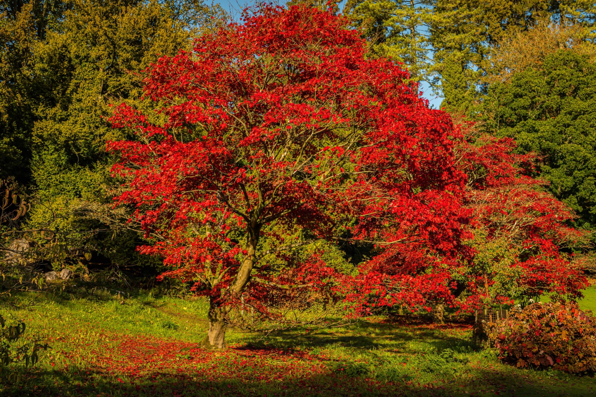 Autumn Tree 001