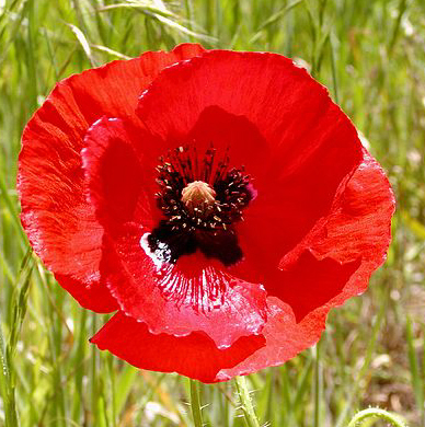 Remembrance poppy for war
